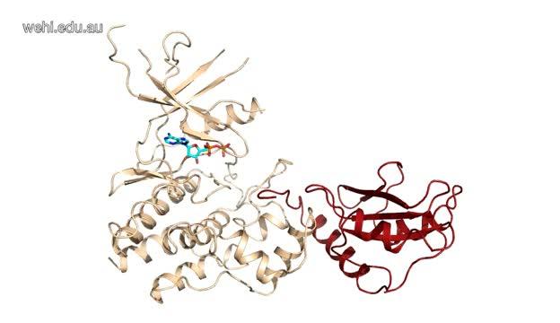 3D Structure of SOCS1 Bound to JAK1