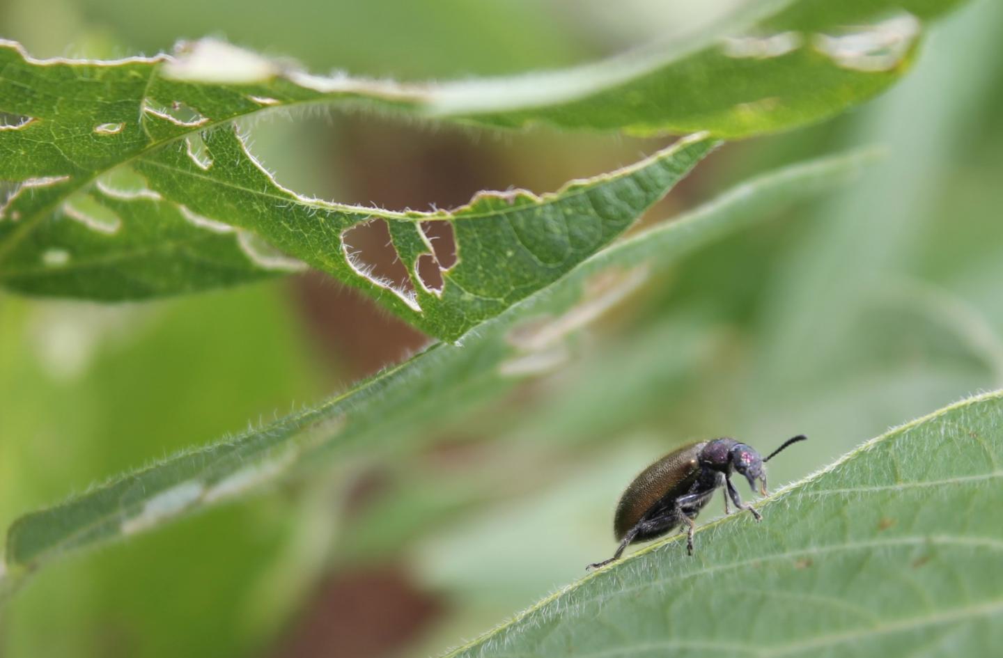 <em>Lagria villosa</em> Beetle