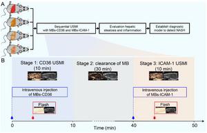 ANIMAL STUDY FLOWCHART AND SCHEMATIC ILLUSTRATION OF SEQUENTIAL USMI