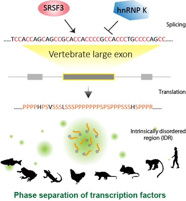 Tracing mechanisms of large exon splicing during vertebrate evolution