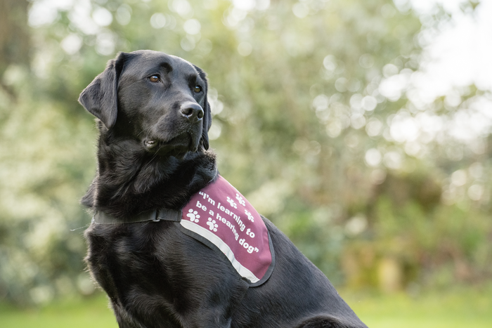Hearing dog being trained