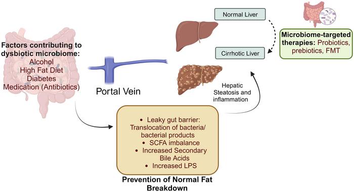 Implication of gut dysbiosis in fibrosis of the liver