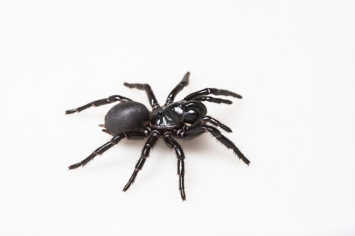 Fraser Island funnel web spider