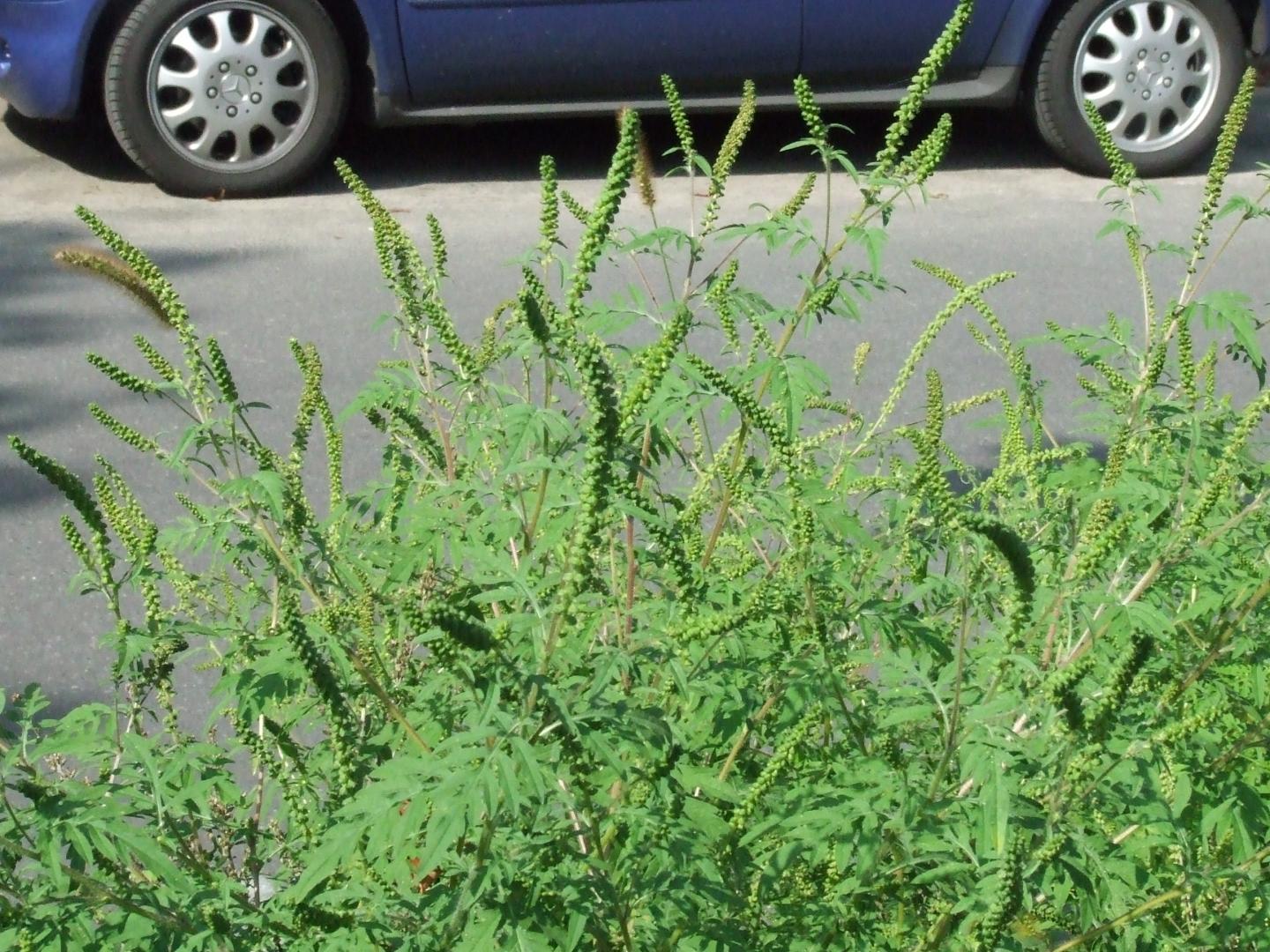 Common Ragweed