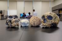 Brain and Skull Models