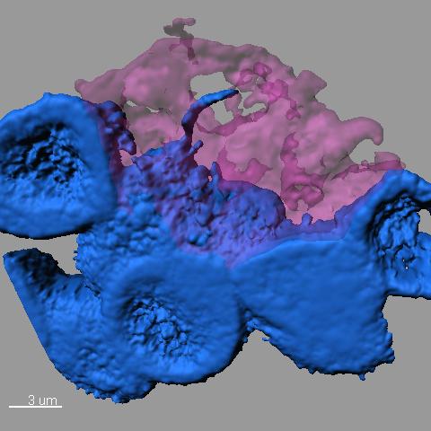 New Clues about Cell-To-Cell Communication