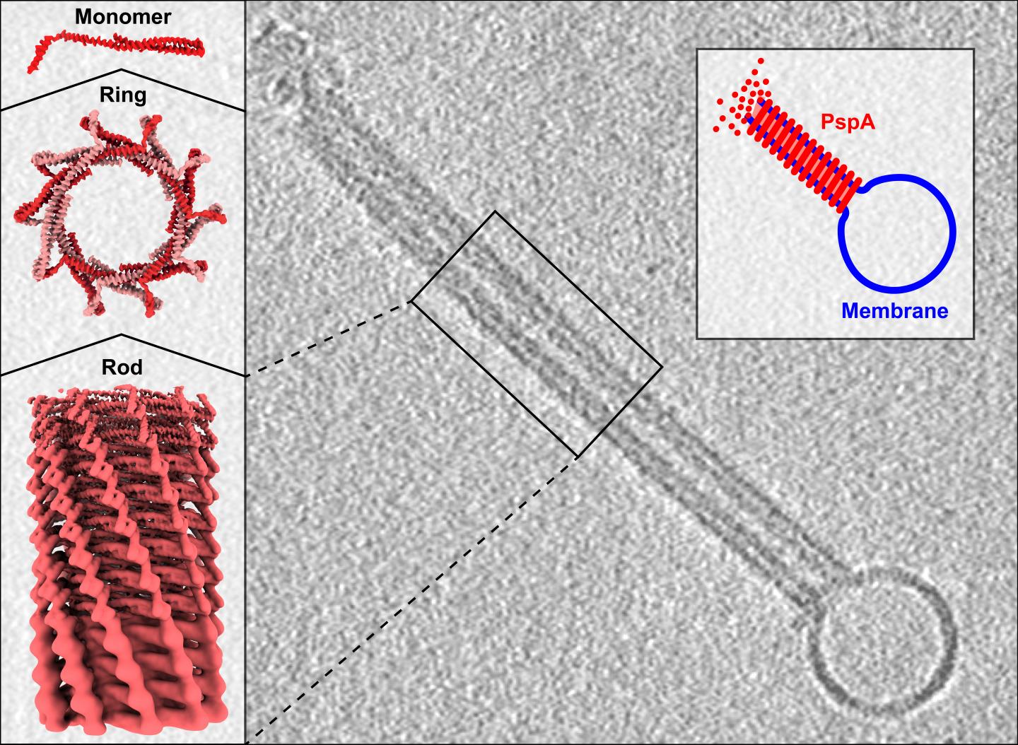 Atomic Cryo-electron Microscopic Structure of PspA