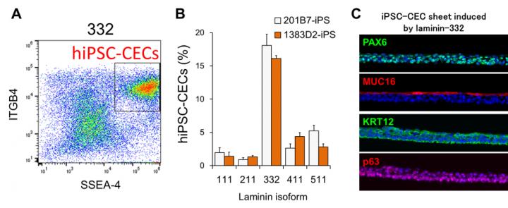 Fig. 1. LN332E8 Promotes hiPS cell-derived Corneal Epithelial cell (iCEC) Differentiation