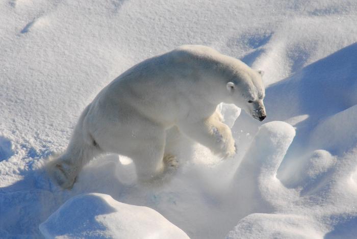 Polar bear_1: