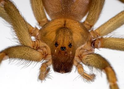 Wolf Spider vs Brown Recluse: Five Main Differences Explained - AZ Animals