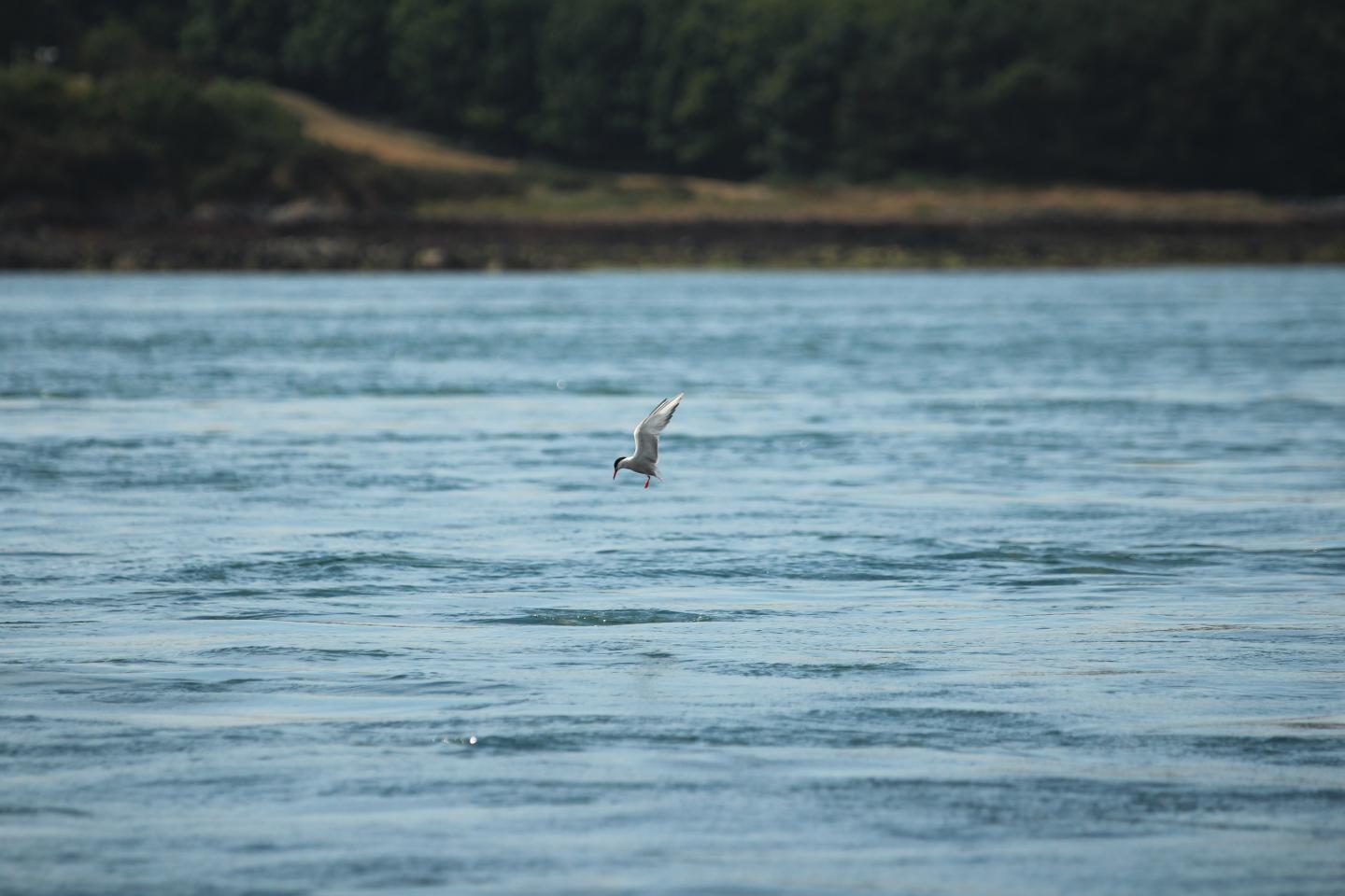 Foraging tern