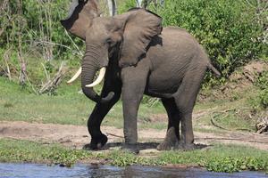 Older African elephants will be most severely affected by the changing climate