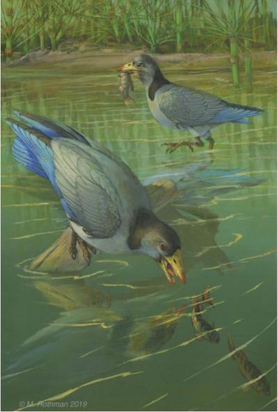 A Reconstruction of Yanornis Martini Feeding on Fish along a Shallow Lakeshore of the Jehol Biota