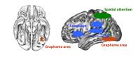 An Area in the Visual Cortex, on the Inferior Surface of the Brain, Is Thought to Identify Graphemes