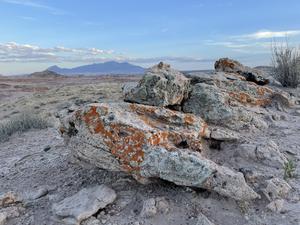 Lichen communities near the Mars Desert Research Station