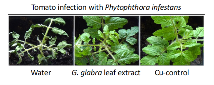 Tomato infection with Phytophthora infestans