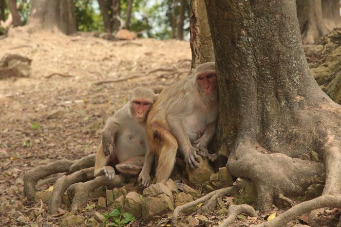 Macaques in the shade on Cayo Santiago