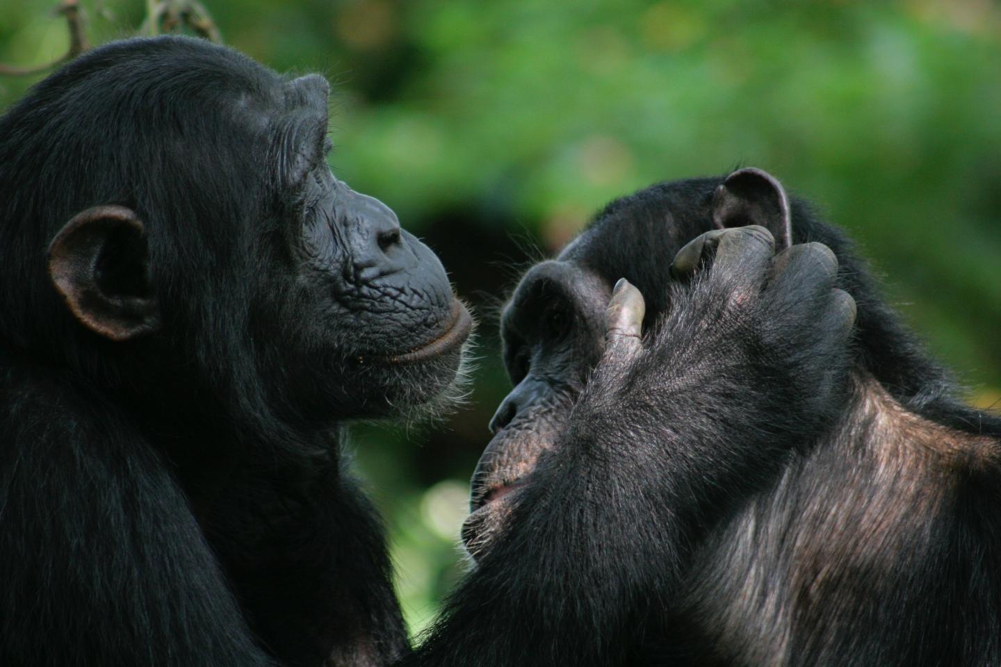 Bonobo and Chimpanzee Gestures Share Many Meanings