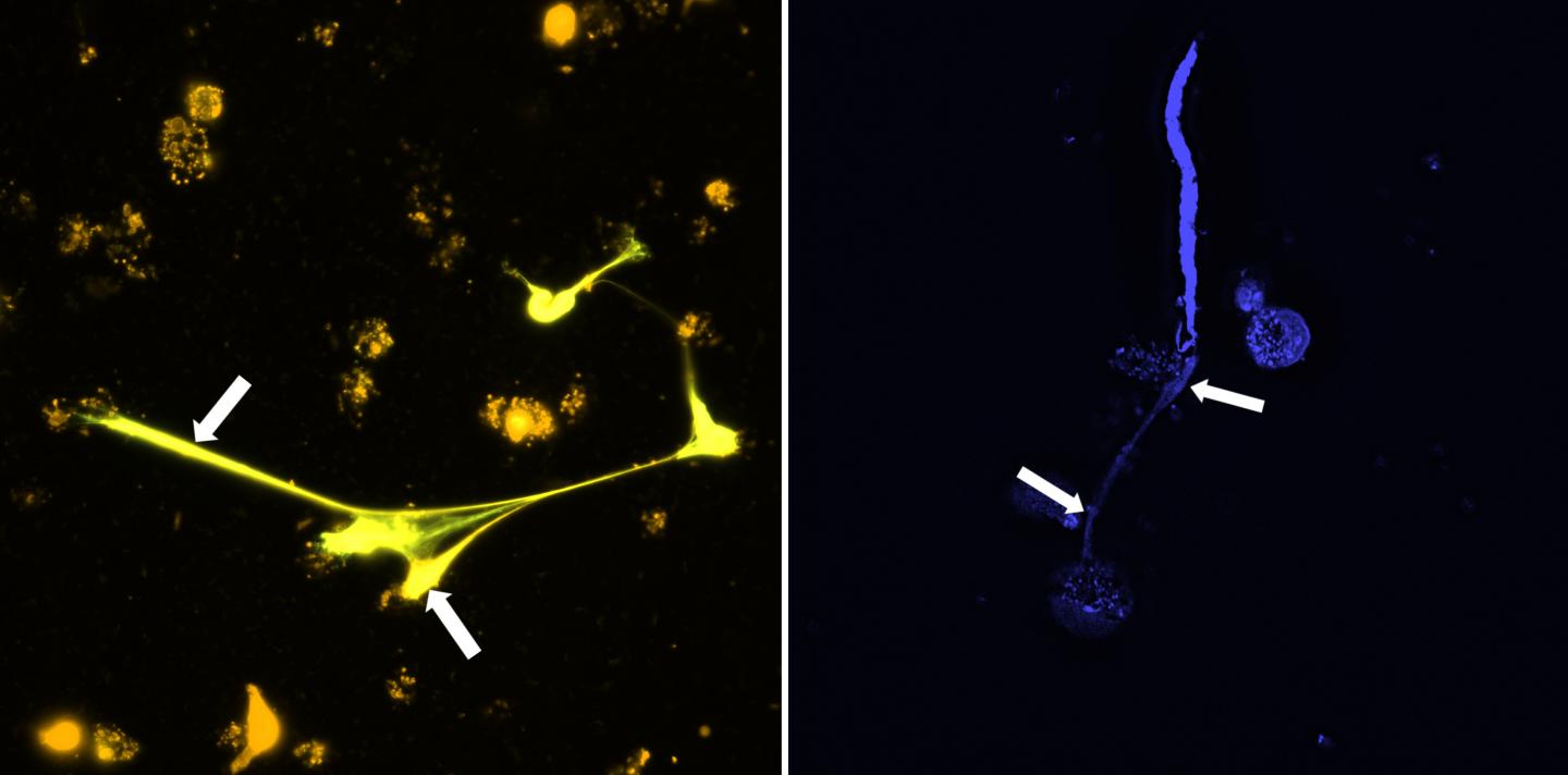 Fluorescence microscopy images