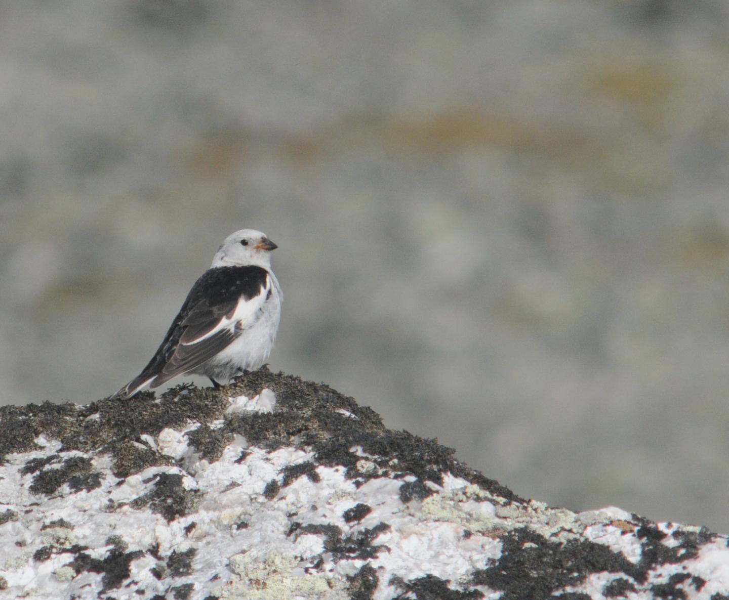 Snow Bunting