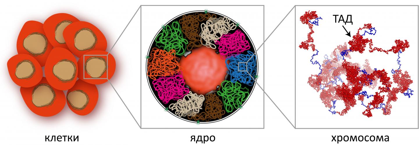 Topologically Associated Domains