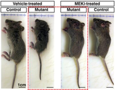 Striking Differences in NF1 Mice Treated with MEKi Drug