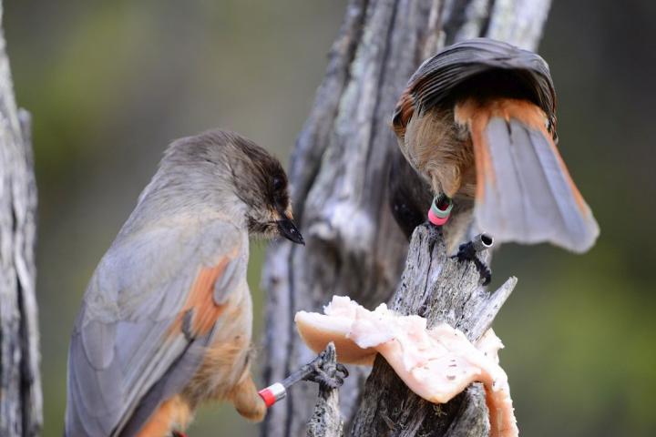 Siberian Jays