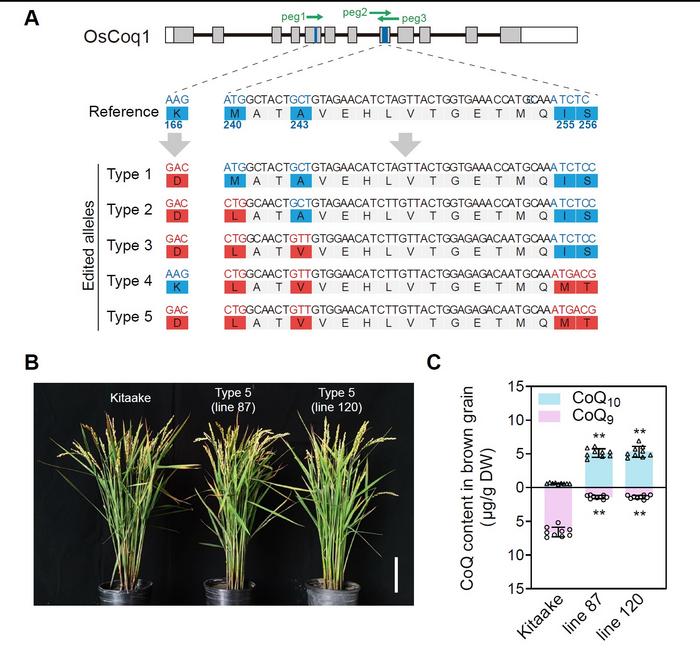 Generating CoQ10 rice lines by genome editing