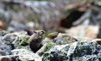 An American Pika Foraging