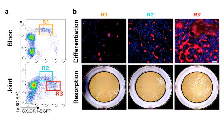 Arthritis-Associated Osteoclast Precursor Cells