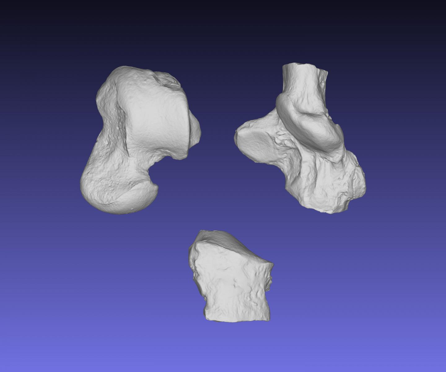 Ankle Bones of Galecyon