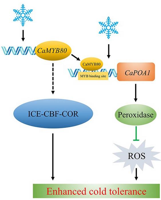 Proposed model through which CaMYB80 enhanced the cold tolerance of pepper by directly targeting CaPOA1.