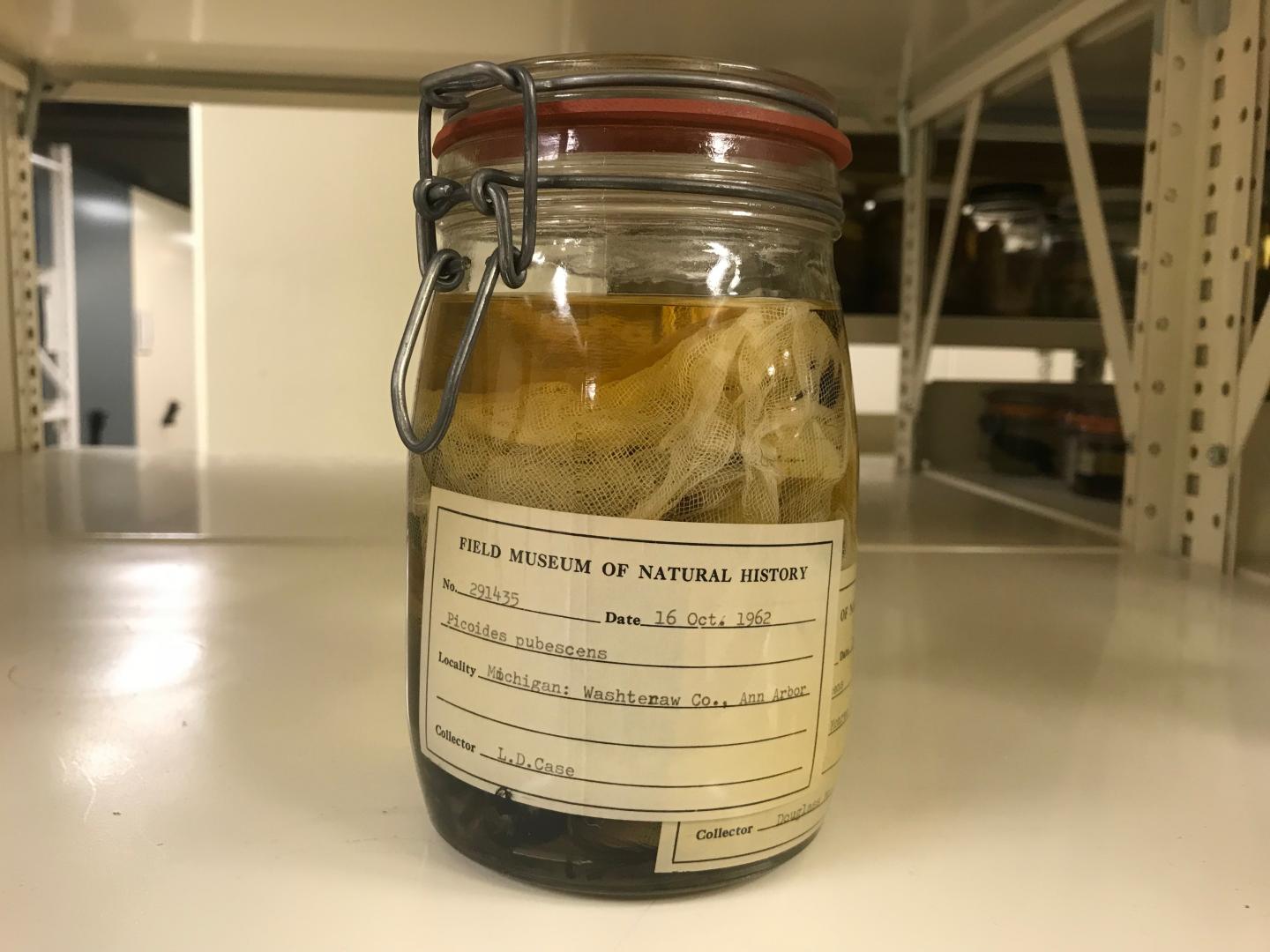 Woodpeckers Used in Study