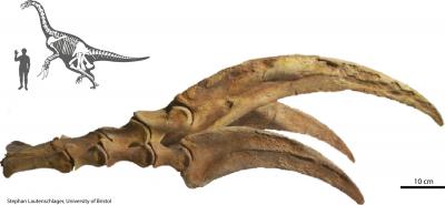 Claw of Therizinosaur