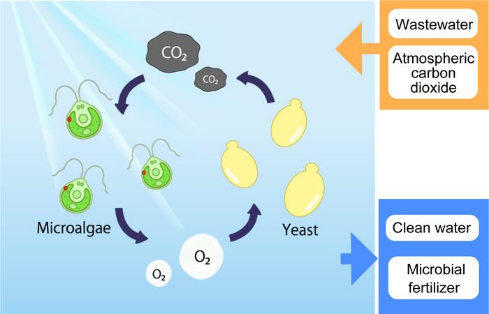 Efficient cycle of green algae and yeast in wastewater treatment