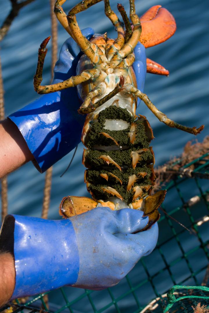 AmericanLlobster (<i>Homarus americanus</i>) 3