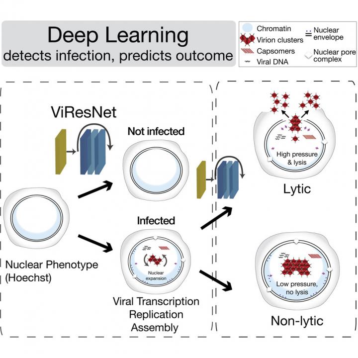 Virus Infections