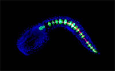 An Embryo of the Sea Squirt <i>Ciona</i>