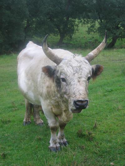 Chillingham Cattle (1 of 2)