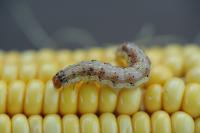 Corn Earworm (<i>H. zea</i>)