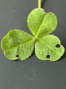Symmetrical damage on the unfolded leaves of the common clover Trifolium repens