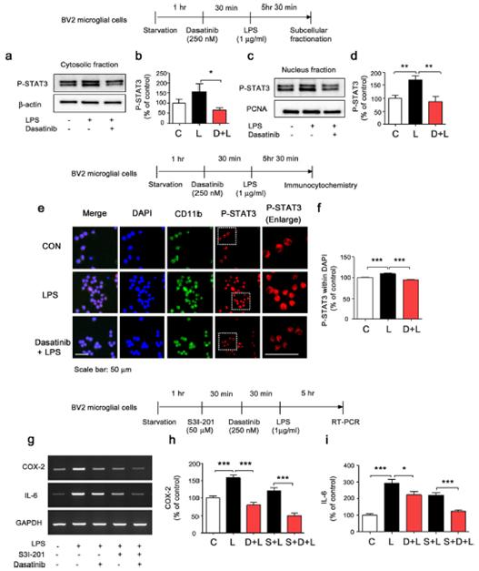 Changes of pSTAT3 and Cytokine After Treatment Using Dasatninb in BV2 Microglial Cell