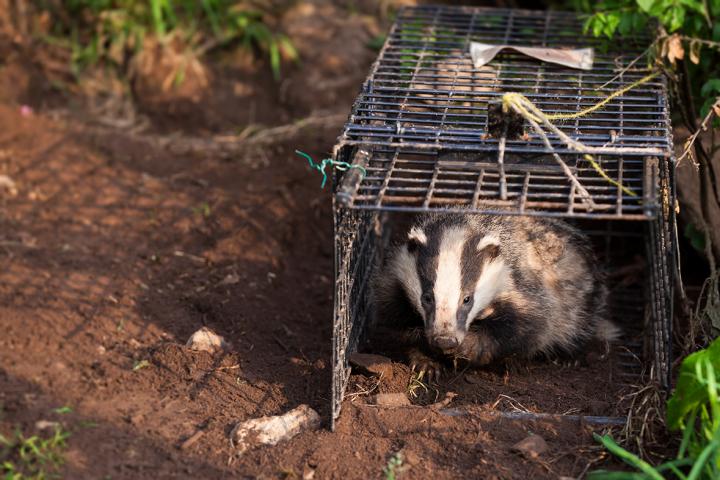 Badger behavior inside the cull zone | EurekAlert!