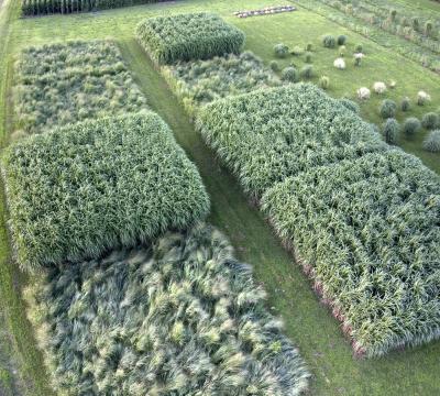 Miscanthus vs. Switchgrass