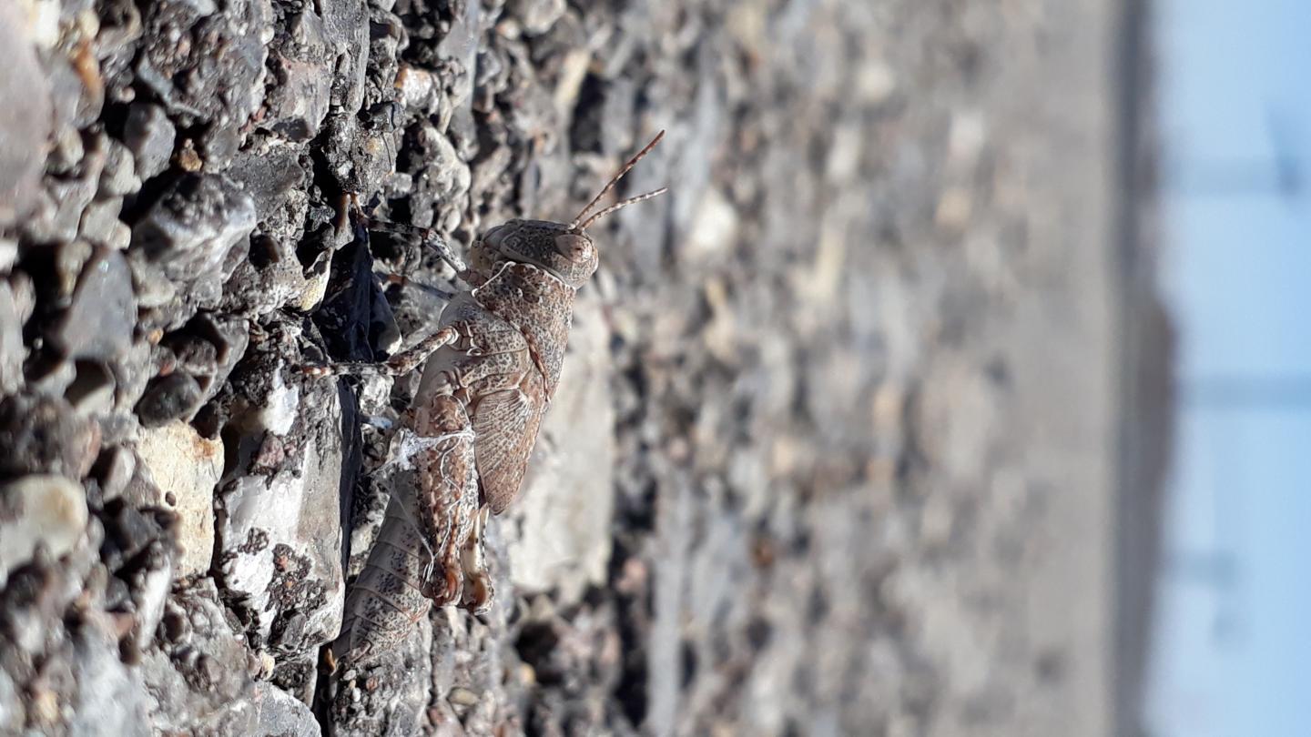 Grasshoper Trying to Camouflage