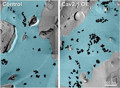 Gold-Labelled Calcium Channels