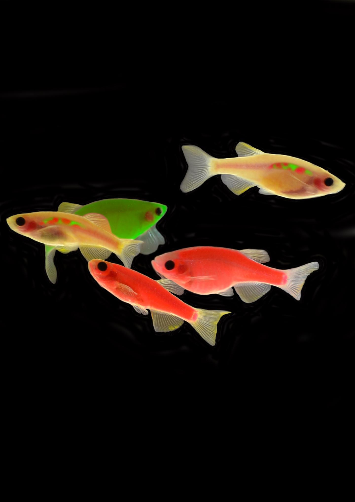 The Dr. Seuss Experiment