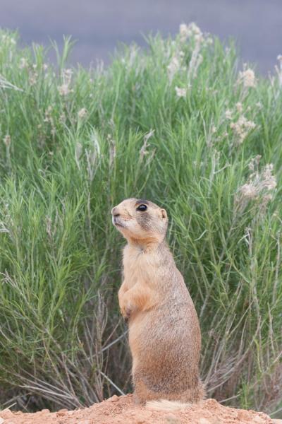 Prairie Dogs Do Dispersal Differently (11 of 15)