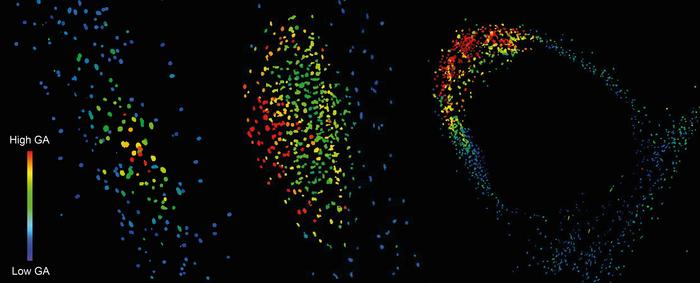 GPS2 biosensor microscopy imaging shows GA accumulates early in the nodule development and persist in the nodule apex.