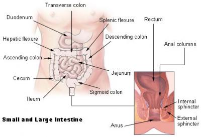 Diagram of the Small and Large Intestines